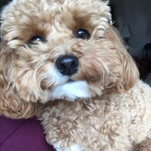 Meet your Posher, Gabby